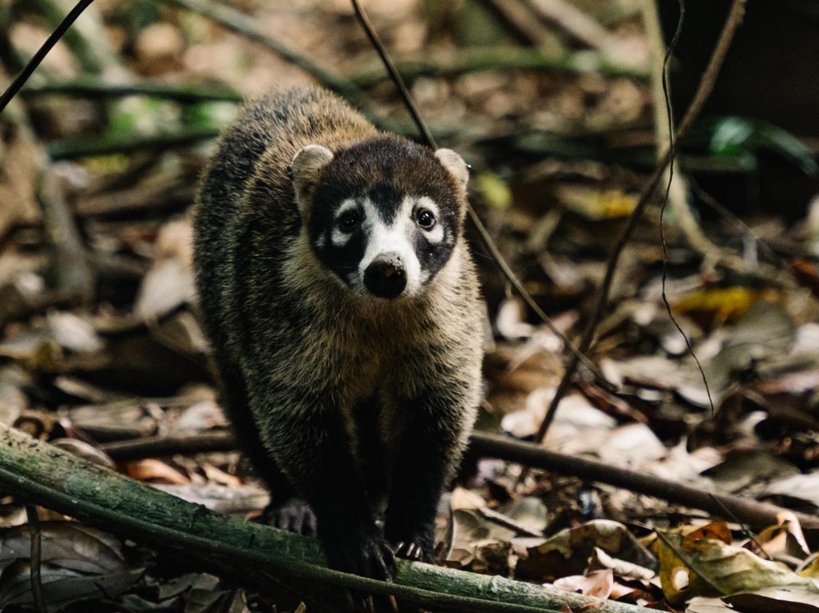 Хостел Corcovado Adventures Дрейк Екстер'єр фото