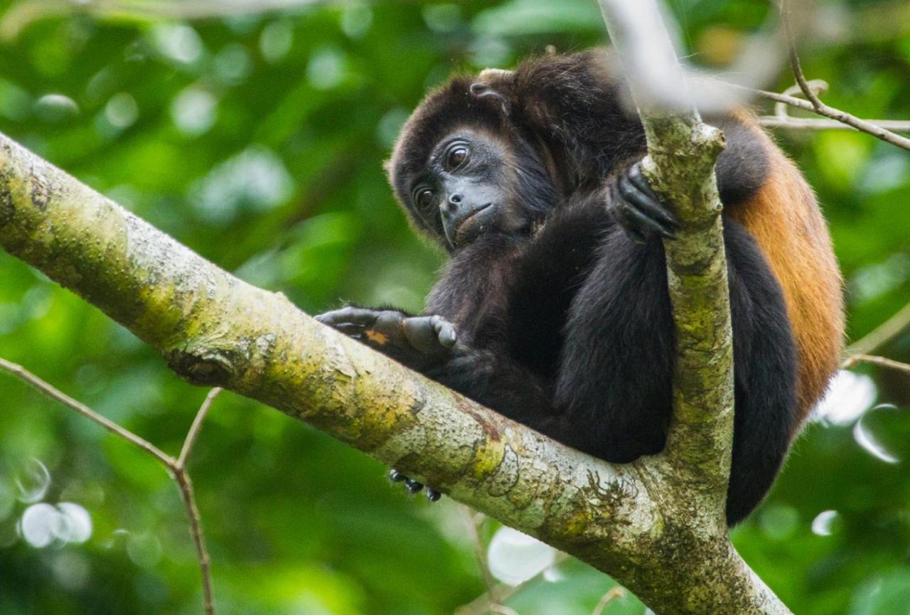 Хостел Corcovado Adventures Дрейк Екстер'єр фото